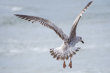 Silbermöwe, Larus argentatus Pontoppidan im Flug