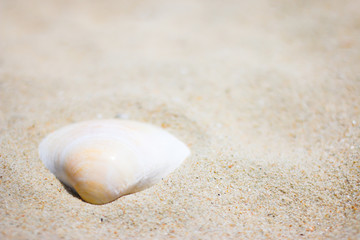 Fototapeta na wymiar shell in the sand