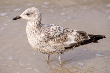 Silbermöwe, Jungtier am Strand