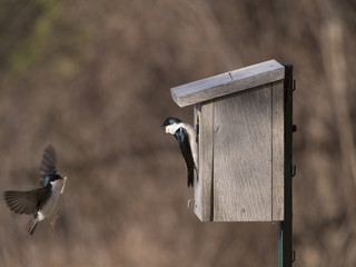 Spring nesting at the park 