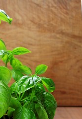 basil on a wooden background