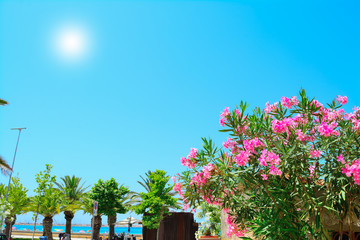 pink flowers and palm trees by Alghero shoreline