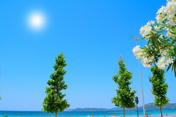 white oleanders and other plants by the shore