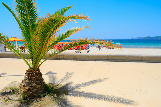 small palm tree by Alghero shore