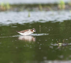 Wilson's Phalarope