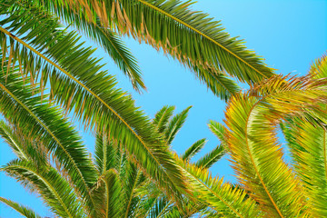 Fototapeta premium palm branches under a clear sky