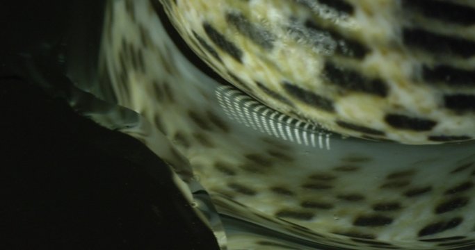 Seashell on mirror table, Mediterranean Sea.