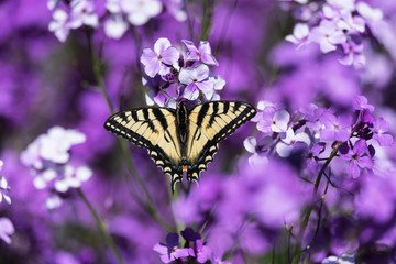 Eastern Tiger Swallowtail Butterfly