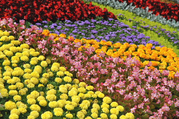 Fototapeta na wymiar Color flower bed. Summer palette.