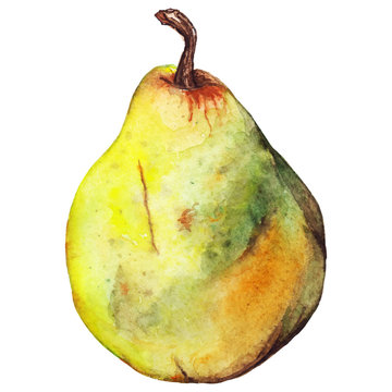 Watercolor pear yellow green fruit vector isolated