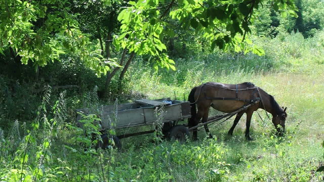 Horse and cart grazing in nature