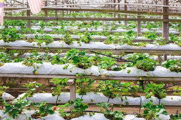 Fresh strawberry field