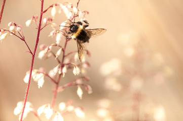 collecting pollen