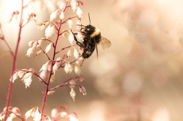 collecting pollen