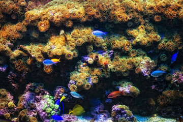 Naklejka na ściany i meble Aquarium with coral and colorful tropical fish