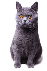 gray British cat with yellow eyes