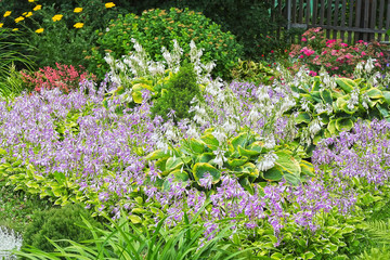 Клумба из цветущих Хост