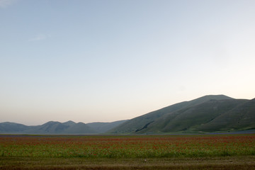 Fioritura - Castelluccio di Norcia