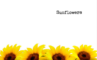 Nature Background With Yellow Sunflowers. Vector