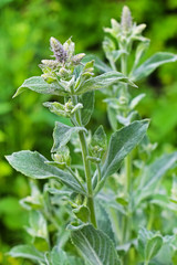 Мята яблочная (Mentha rotundifolia)