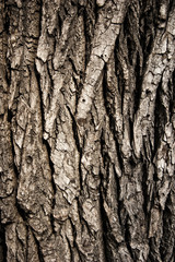 texture of  wood bark close up