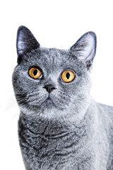gray British cat