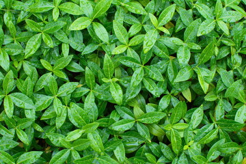 green leaves