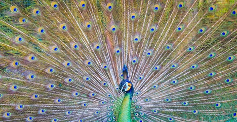 Store enrouleur tamisant sans perçage Paon Beautiful green peacock