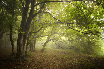 Fototapeta premium path through green forest with twisted trees