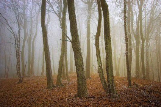 Fototapeta autumn light in misty forest