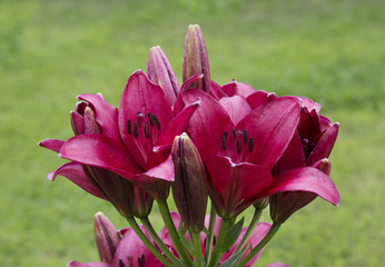 Пурпурная лилия.