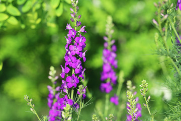 Beautiful spring flowers in the garden