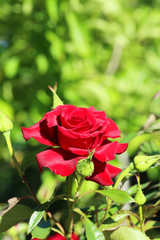 Beautiful red roses in the garden