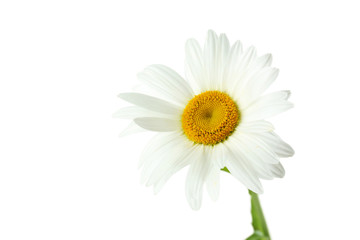 Chamomile flower isolated on a white