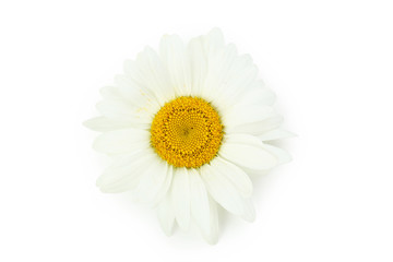 Chamomile flower isolated on a white
