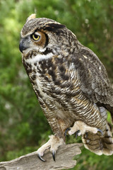 Great Horned Owl