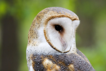 Barn Owl Closeup Side View