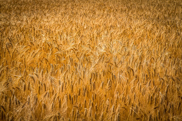 golden wheat field and sunny day