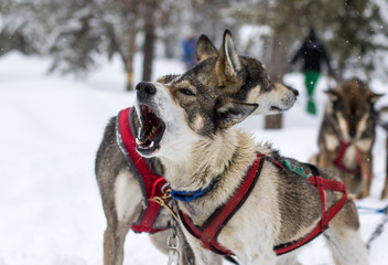 dogsled dogs howling - 87166700