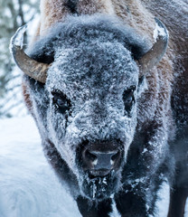 frosty bison face - 87166705