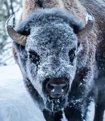 Foto op Canvas frosty bison face © sbthegreenman