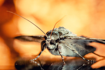 Portrait of moth. Russian nature