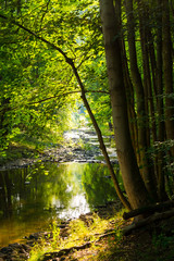 Naklejka premium forest stream in sunlight