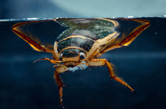 Portrait bug underwater. Russian nature