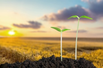 Growth, Seedling, Plant.