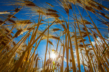 golden wheat field and sunny day