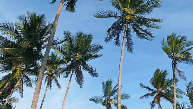 coconut palms under blue sky 4k
