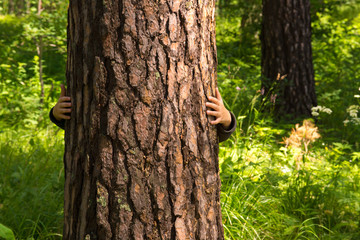 Child higging pine (tree)