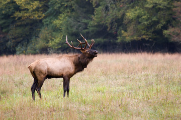 Naklejka na ściany i meble Elk Bugling in a Field