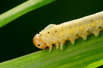 Сaterpillar crawling on leaf. Russian nature